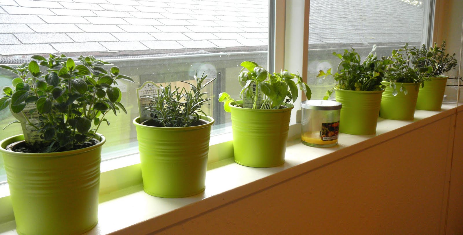 Windowsill-Herb-Garden