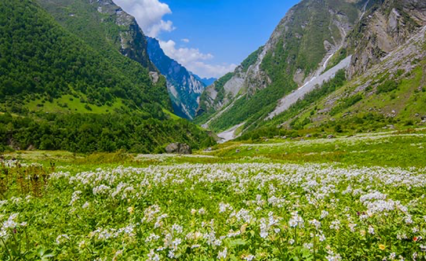 Image Result For Valley Of Flowers Trek